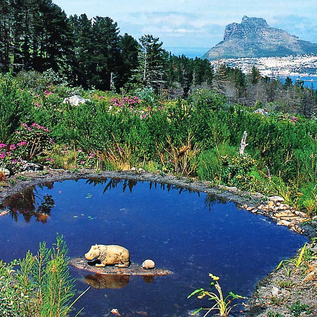 A natural pond style with hippo
