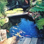 koi pond
