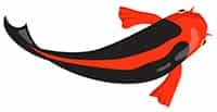 Black Red Koi