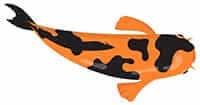 orange black koi