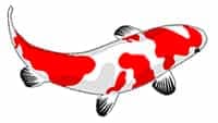 Koi Fish 200