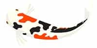 white black red koi
