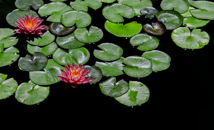 pond plants