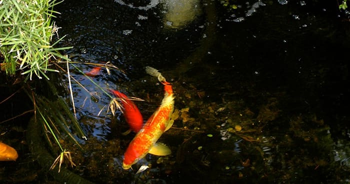 building a koi pond