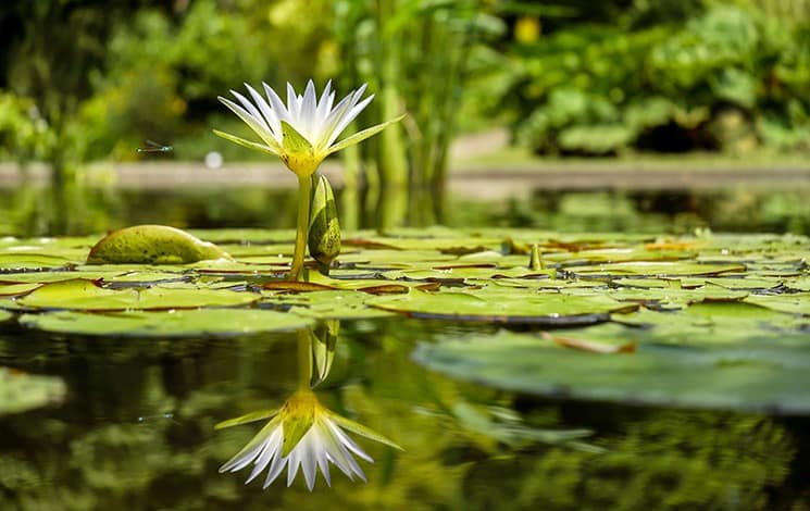 Building Fish Ponds, the best options