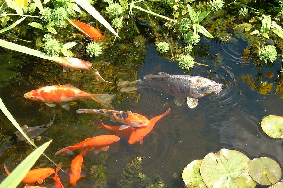 Koi pond maintenance will keep your koi healthy